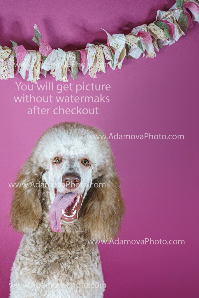 Roxy Studio Portrait #5