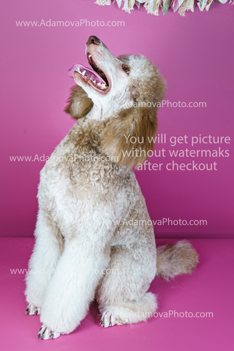 Roxy Studio Portrait #2