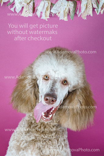 Roxy Studio Portrait #4