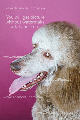Roxy Studio Portrait #7
