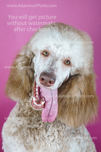 Roxy Studio Portrait #8