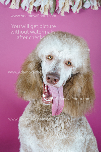 Roxy Studio Portrait #9