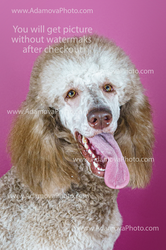 Roxy Studio Portrait #11