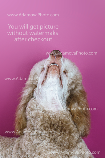 Roxy Studio Portrait #12
