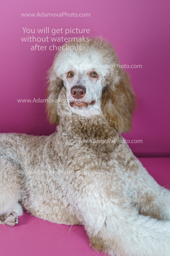 Roxy Studio Portrait #14