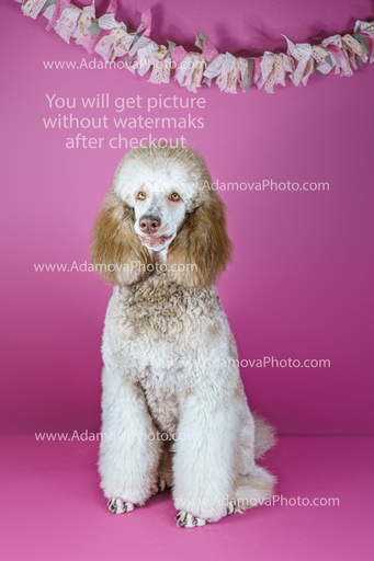 Roxy Studio Portrait #15