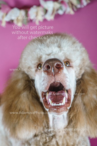 Roxy Studio Portrait #16