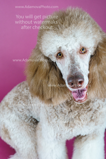 Roxy Studio Portrait #17
