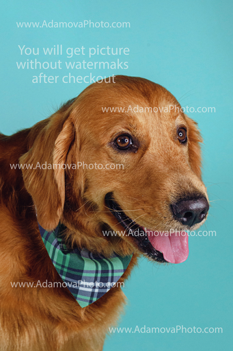 Zeus Studio Portrait #1